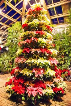 Poinsettia Tree - Free Stock Photo