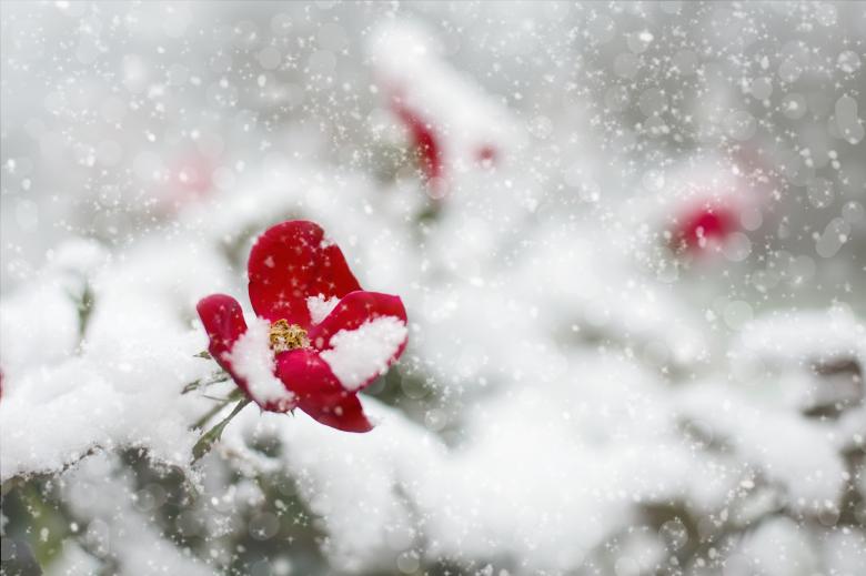 Free stock image of Frozen Red Rose created by Pixabay