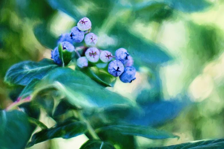 Free stock image of Blueberries on the Tree created by Pixabay