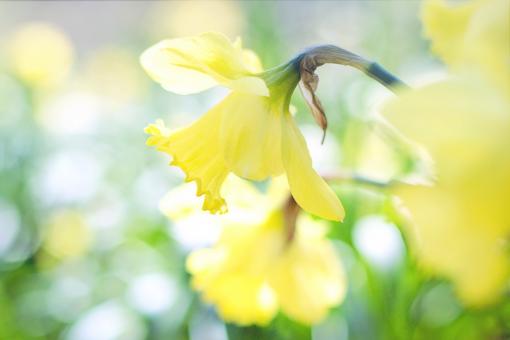 Macro Daffodil - Free Stock Photo