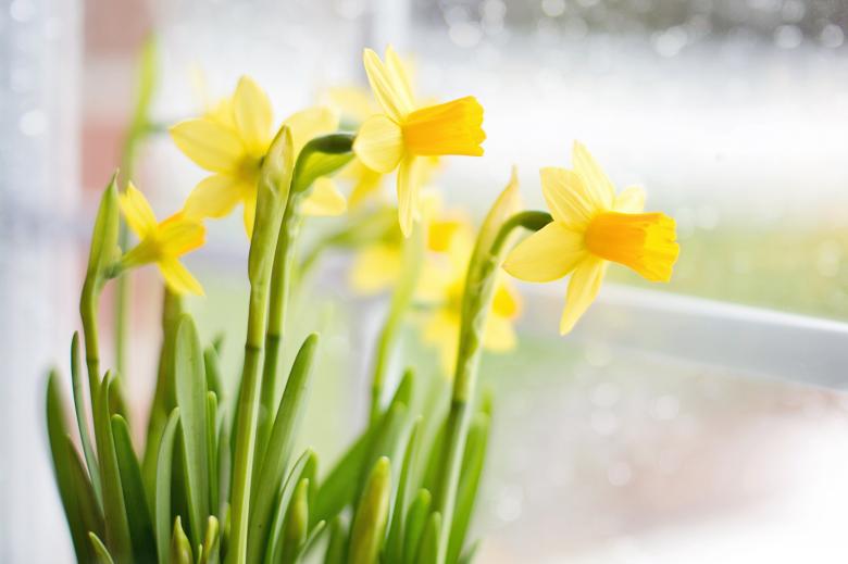 Free stock image of Bunch of Daffodils created by Pixabay