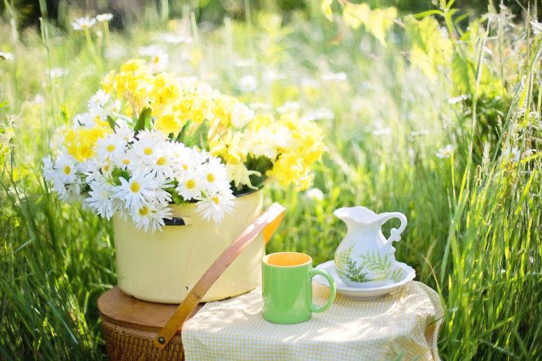 Free stock image of Bunch of Daisies created by Pixabay