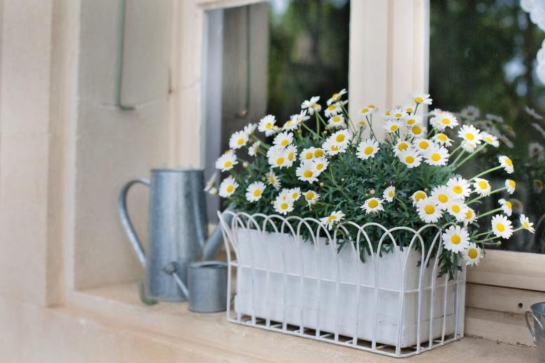 Free stock image of Flower Box created by Pixabay