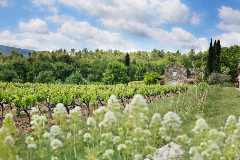 Free stock image of French Vineyard created by Pixabay
