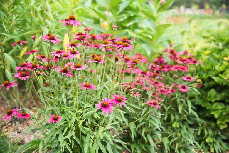 Free stock image of Wild Pink Flowers created by Pixabay
