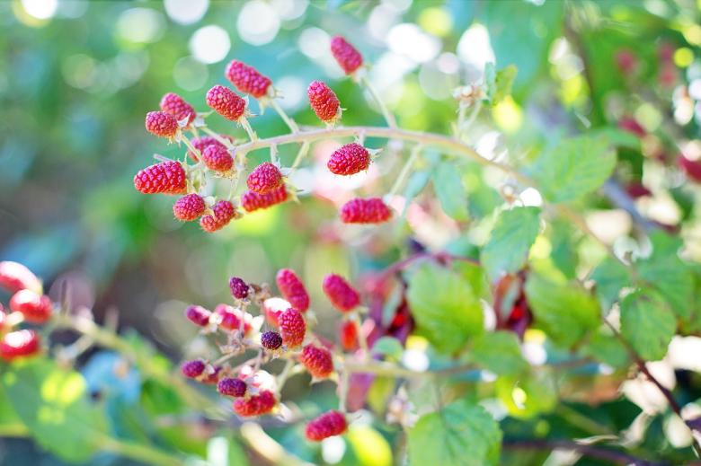 Free stock image of Fresh Raspberries created by Pixabay
