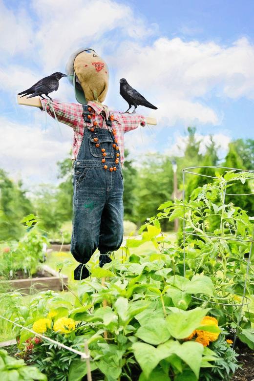 Free stock image of Scare Crow created by Pixabay