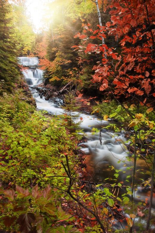 Free stock image of In the Wild created by Pixabay