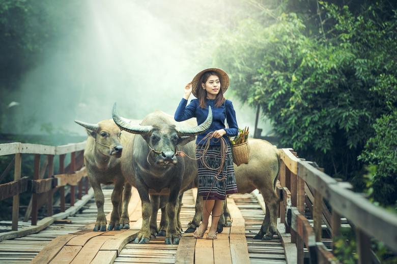 Free stock image of Lady with Cows created by Pixabay
