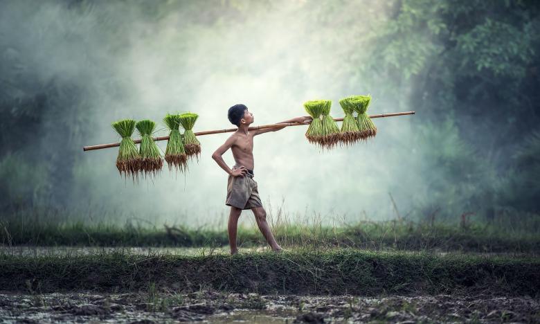 Free stock image of Carrying a Stick with Grass created by Pixabay