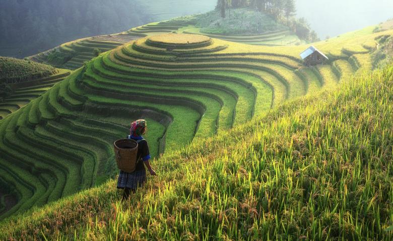 Free stock image of Rice Plantation on the Hill created by Pixabay