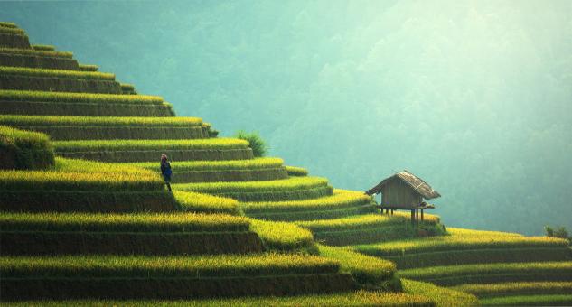 Rice Plantation in Asia - Free Stock Photo
