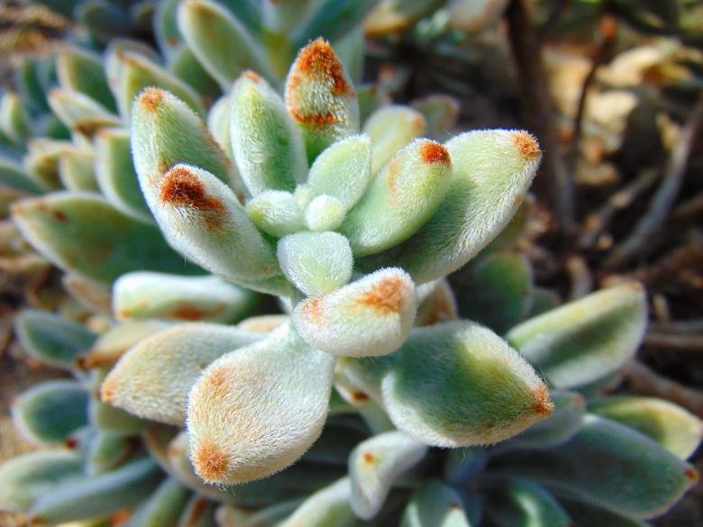 Free stock image of Wild Plant created by Yordana Milenova