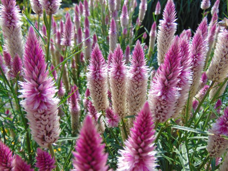 Free stock image of Wild Flowers created by Yordana Milenova