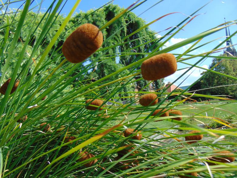 Free stock image of Wild Plant created by Yordana Milenova