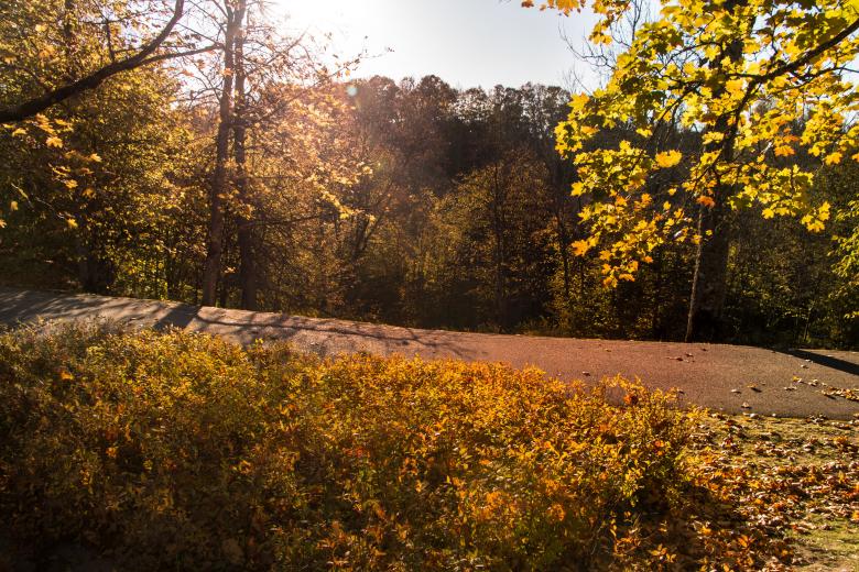 Free stock image of In memory of Autumn  created by Janis Urtans