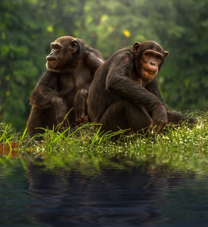 Free stock image of Chimp Couple created by Pixabay