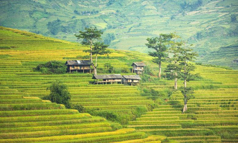 Free stock image of Rice Plantation in Asia created by Pixabay
