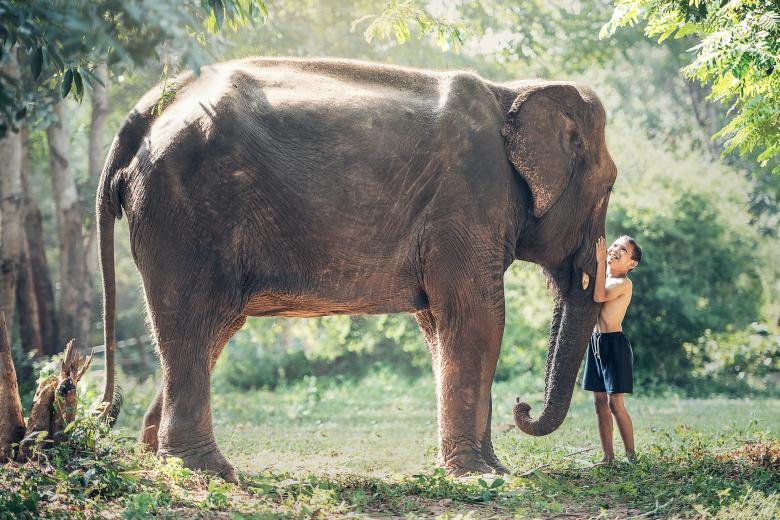 Free stock image of Kid with the Elephant created by Pixabay