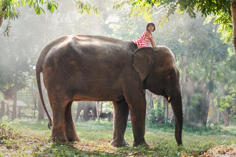 Free stock image of Elephant Ride created by Pixabay