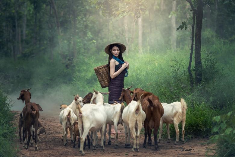 Free stock image of Girl with the Goats created by Pixabay