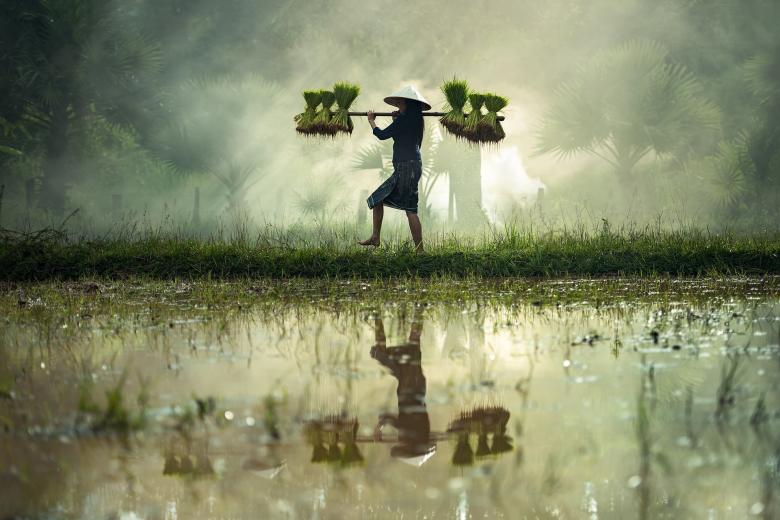 Free stock image of Woking in the rice field created by Pixabay