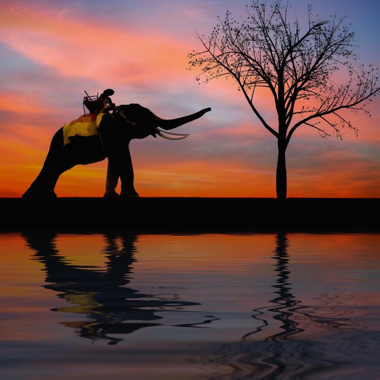 Free stock image of Elephant Ride created by Pixabay