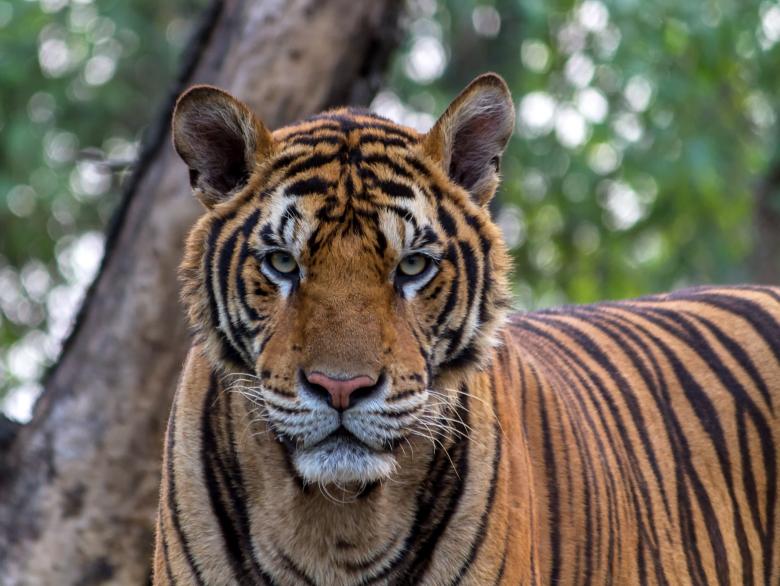 Free stock image of Bengal Tiger created by Pixabay