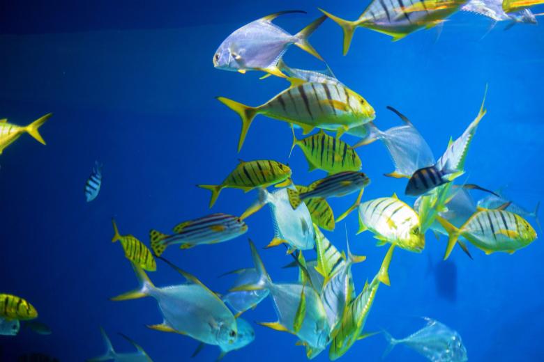 Free stock image of Moskvarium created by Pixabay