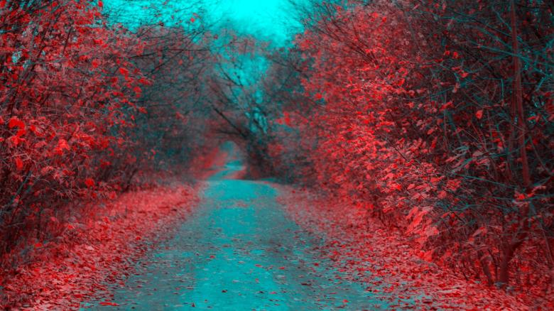Free stock image of Road in Autumn created by Pixabay