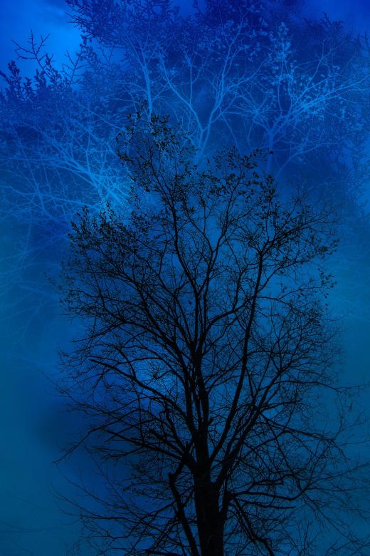 Free stock image of Tree in Autumn created by Pixabay