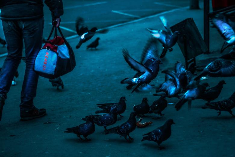 Free stock image of Pigeons in the City created by Pixabay