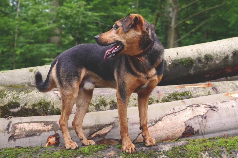 Free stock image of Loyal Dog created by Pixabay