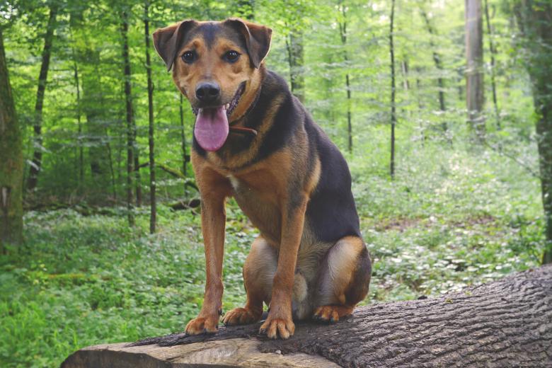 Free stock image of Pet Dog created by Pixabay