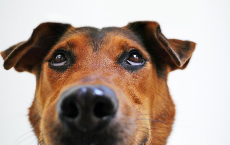 Free stock image of Wild Dog created by Pixabay