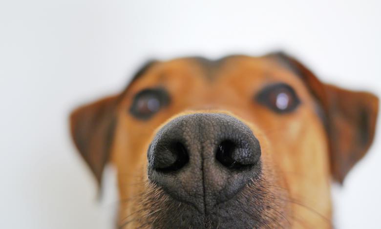Free stock image of Dog Closeup created by Pixabay