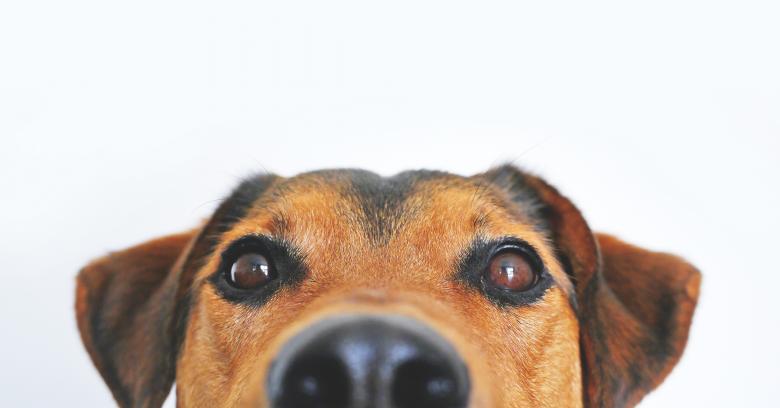 Free stock image of Brown Dog created by Pixabay