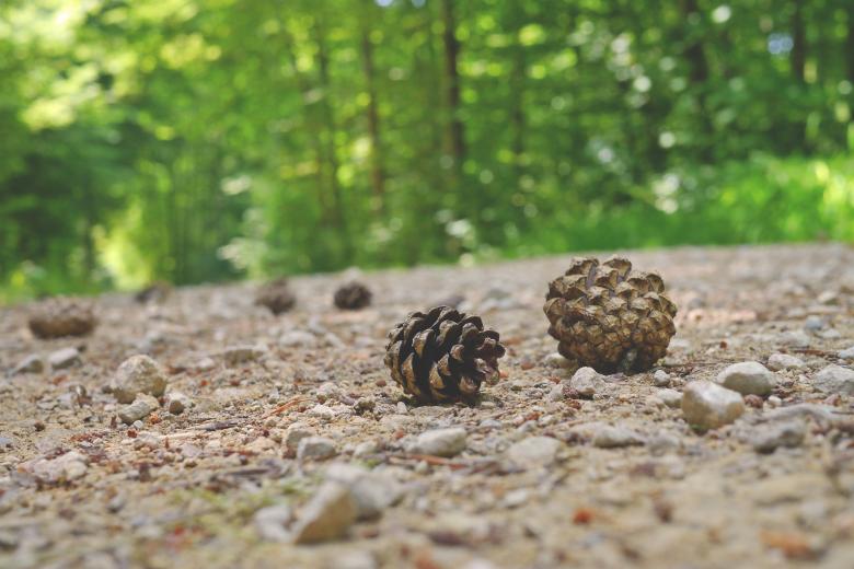 Free stock image of Pine Cones created by Pixabay