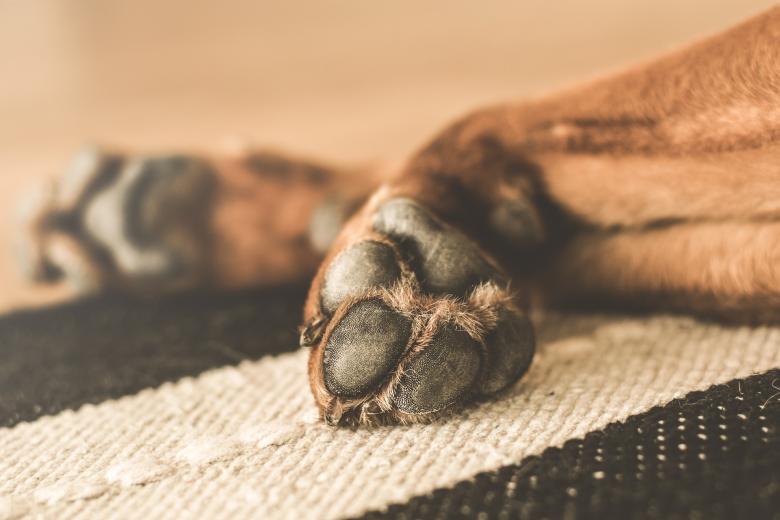 Free stock image of Dog Claws created by Pixabay