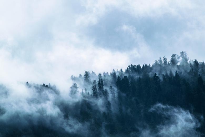 Free stock image of Foggy Forest created by Pixabay