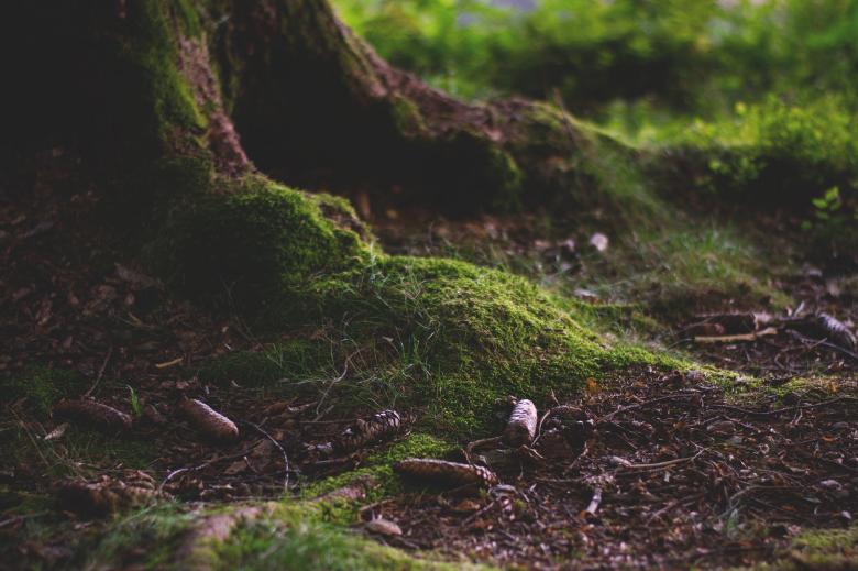 Free stock image of Wild Forest created by Pixabay