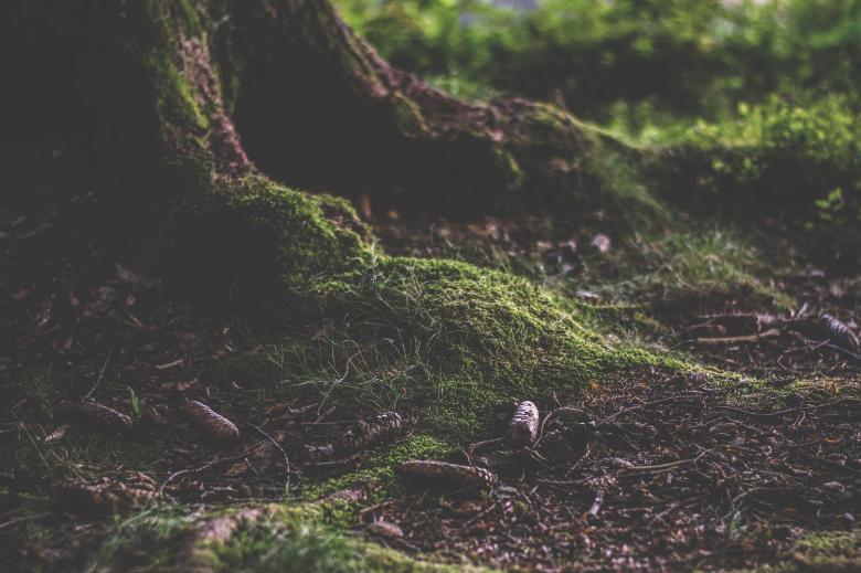 Free stock image of In the Forest created by Pixabay