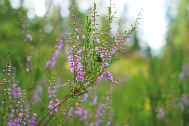 Free stock image of Heather in the Garden created by Pixabay