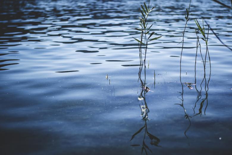 Free stock image of Reed in the Lake created by Pixabay