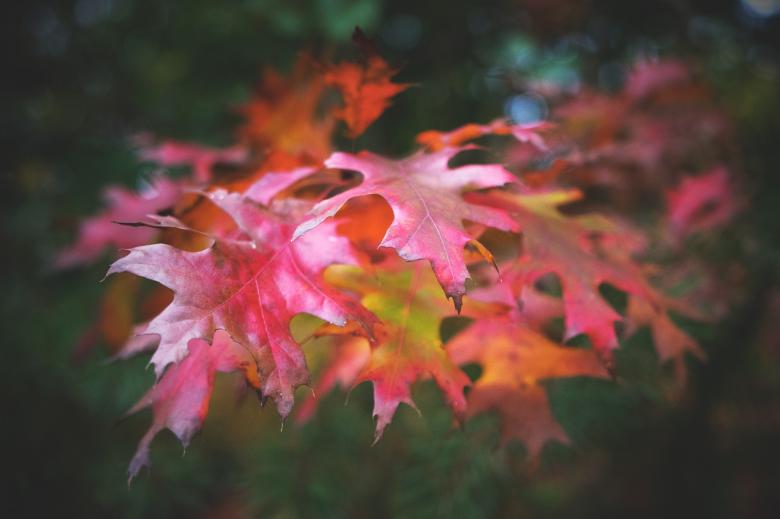 Free stock image of Maroon Leaves created by Pixabay