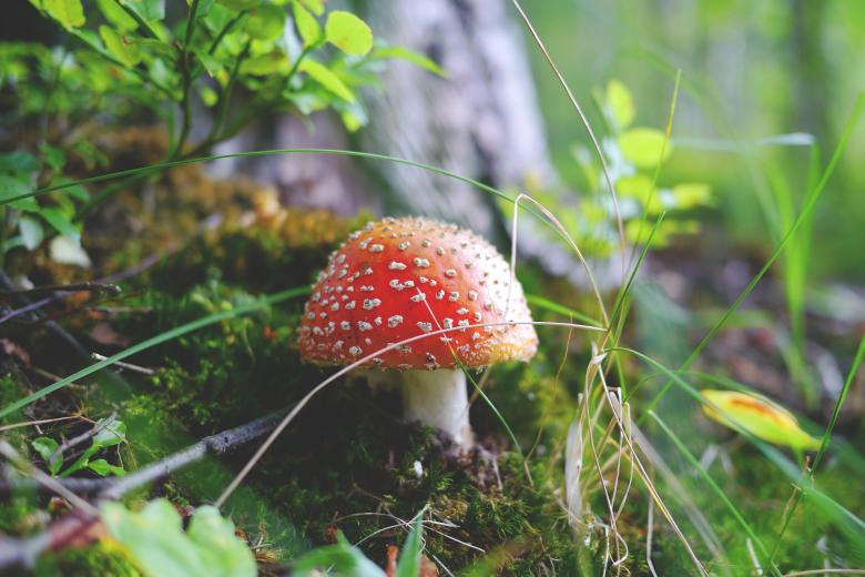Free stock image of Poisonous Mushroom created by Pixabay