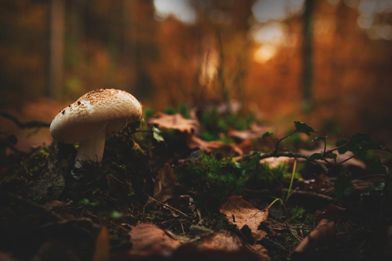 Free stock image of Mushroom in the Wild created by Pixabay