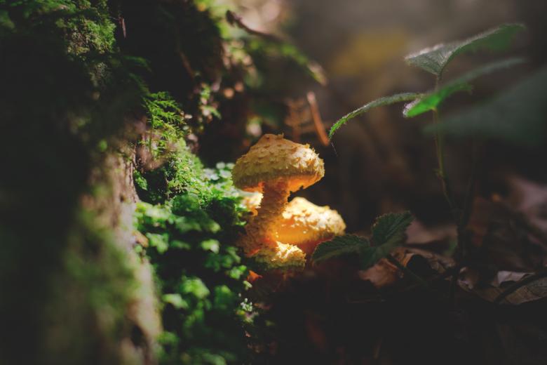 Free stock image of Wild Mushrooms created by Pixabay