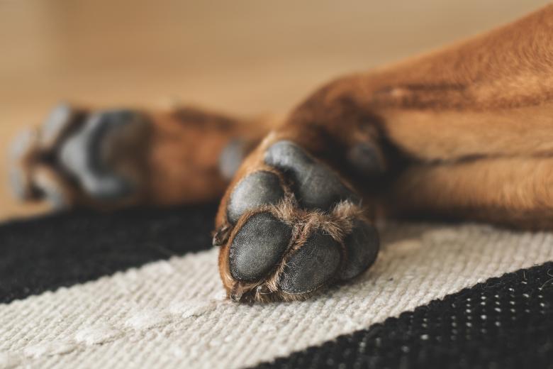 Free stock image of Animal Paws created by Pixabay