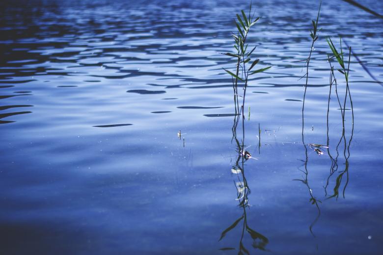 Free stock image of Reed in the River created by Pixabay